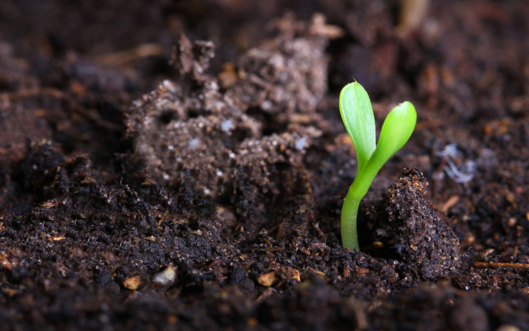 Pioppogatto: Impianto di compostaggio